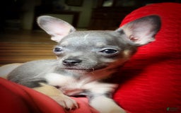 Chihuahua dogs for sale: Sweet Star - Image 2
