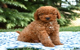Mini Goldendoodle dogs for sale: Gulliver - Image 6