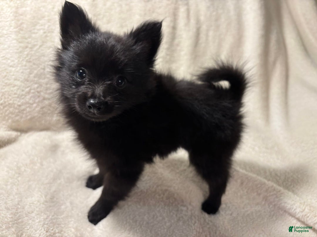 Pomeranian dogs for sale: Mickey - Image 1