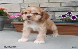 Cocker Spaniel dogs for sale: Oakley - Image 11