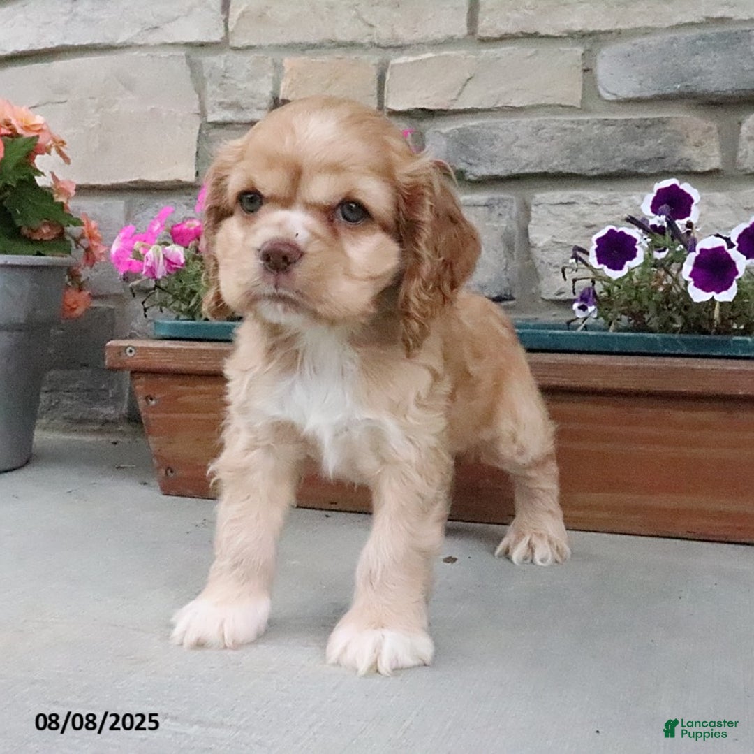 Cocker Spaniel dogs for sale: Oakley - Image 11