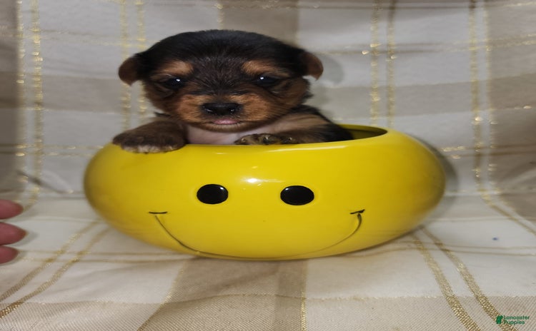 Yorkshire Terrier dogs for sale - Ad 3