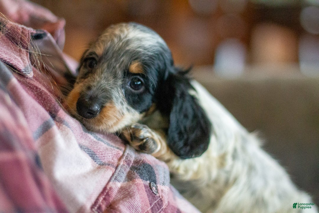 Miniature Dachshund dogs for sale: Maverick - Image 15
