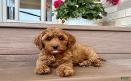 Cockapoo dogs for sale: Samantha - Image 4