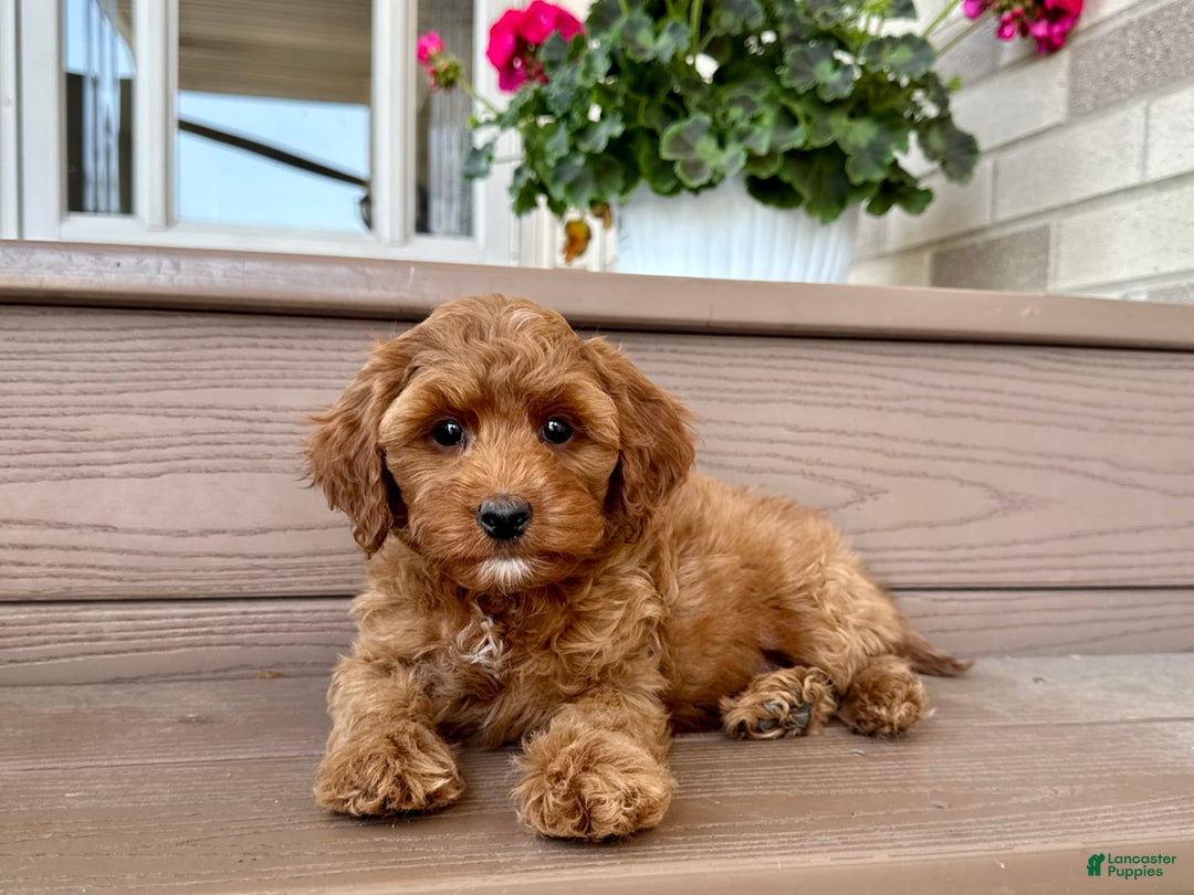 Cockapoo dogs for sale: Samantha - Image 4