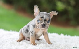 French Bulldog dogs for sale: Willow - Image 11