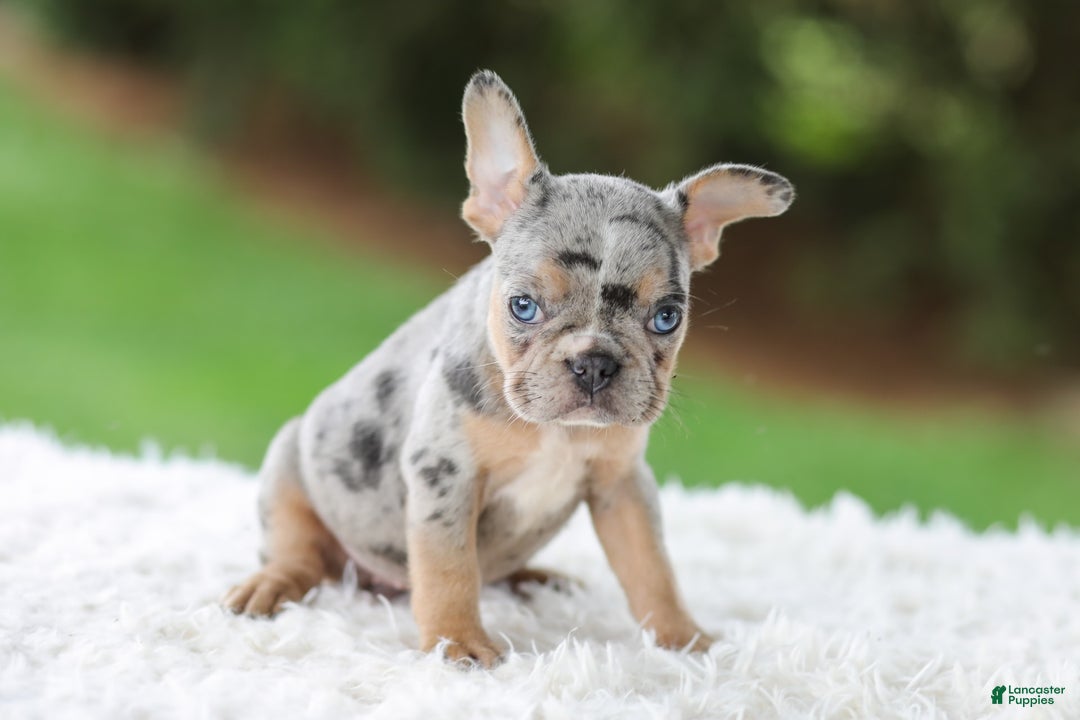 French Bulldog dogs for sale: Willow - Image 11