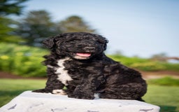 Goldendoodle dogs for sale: Jeneva - Image 14