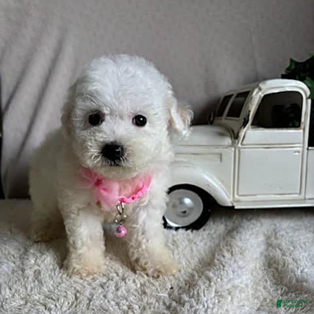 Bichpoo dogs for sale: Gigi - Image 9