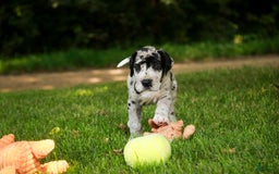 Great Dane dogs for sale: Knight - Image 3