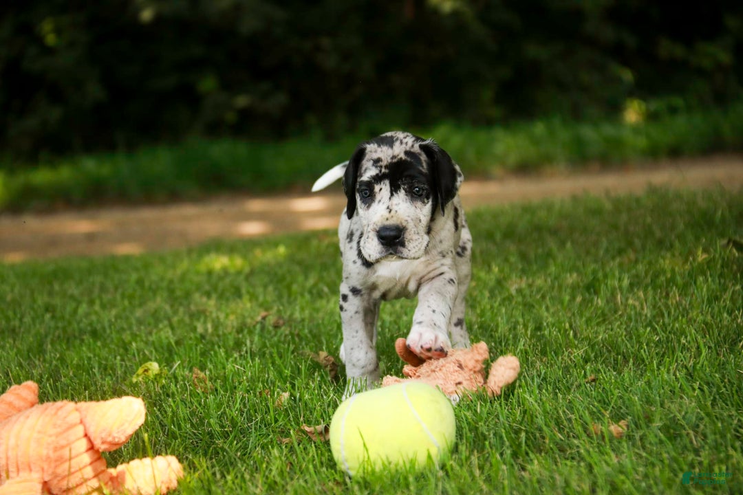Great Dane dogs for sale: Knight - Image 3