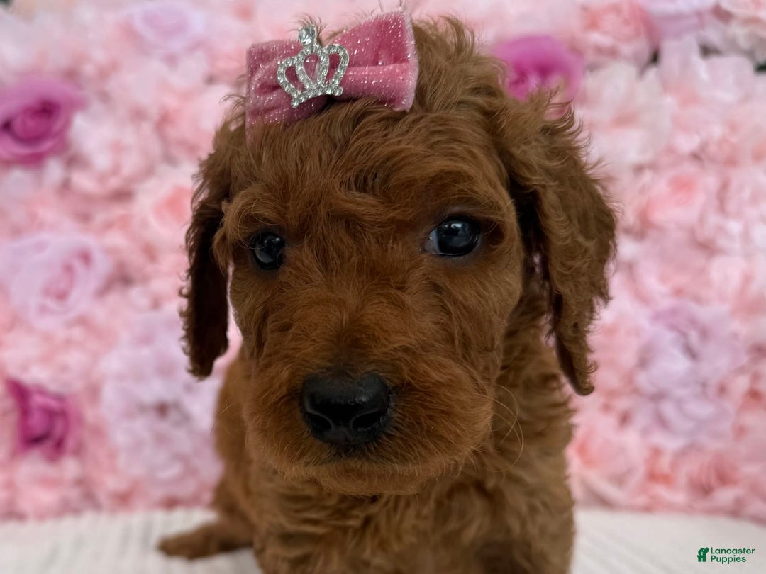 Standard Poodle dogs for sale: Milly AKC - Image 4