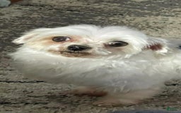 Maltipoo dogs for sale: Baxter - Image 11