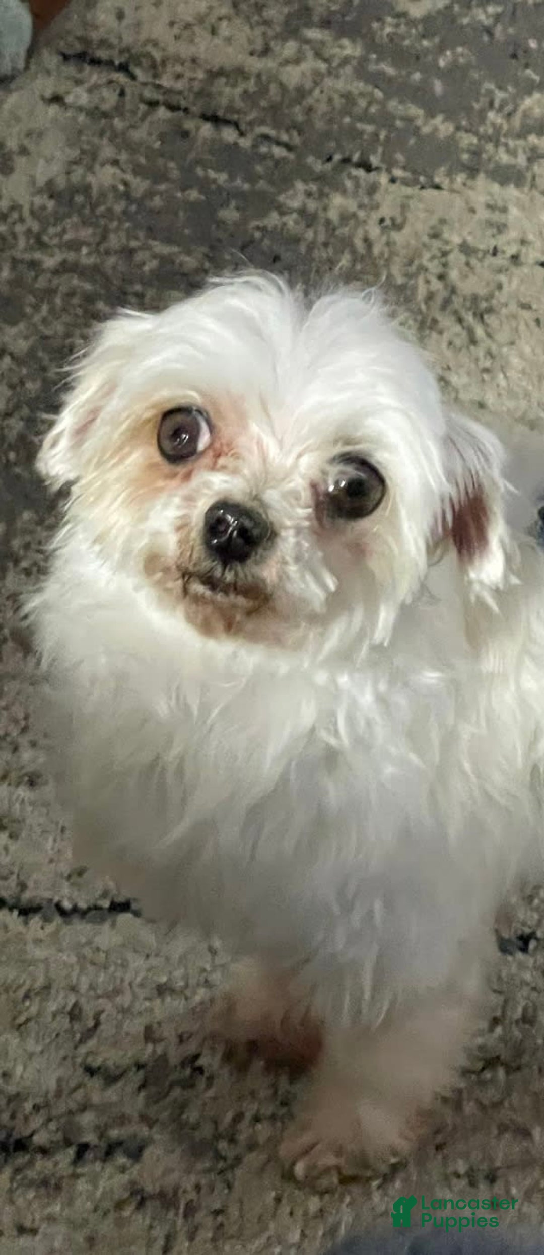 Maltipoo dogs for sale: Baxter - Image 11