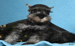 Miniature Schnauzer dogs for sale: Ike - Image 6