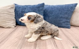 Mini Bernedoodle dogs for sale: Molly - Image 9