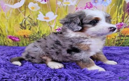 Mini Bernedoodle dogs for sale: Larkspur Mini - Image 10