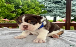 English Bulldog dogs for sale: Gisele - Image 3