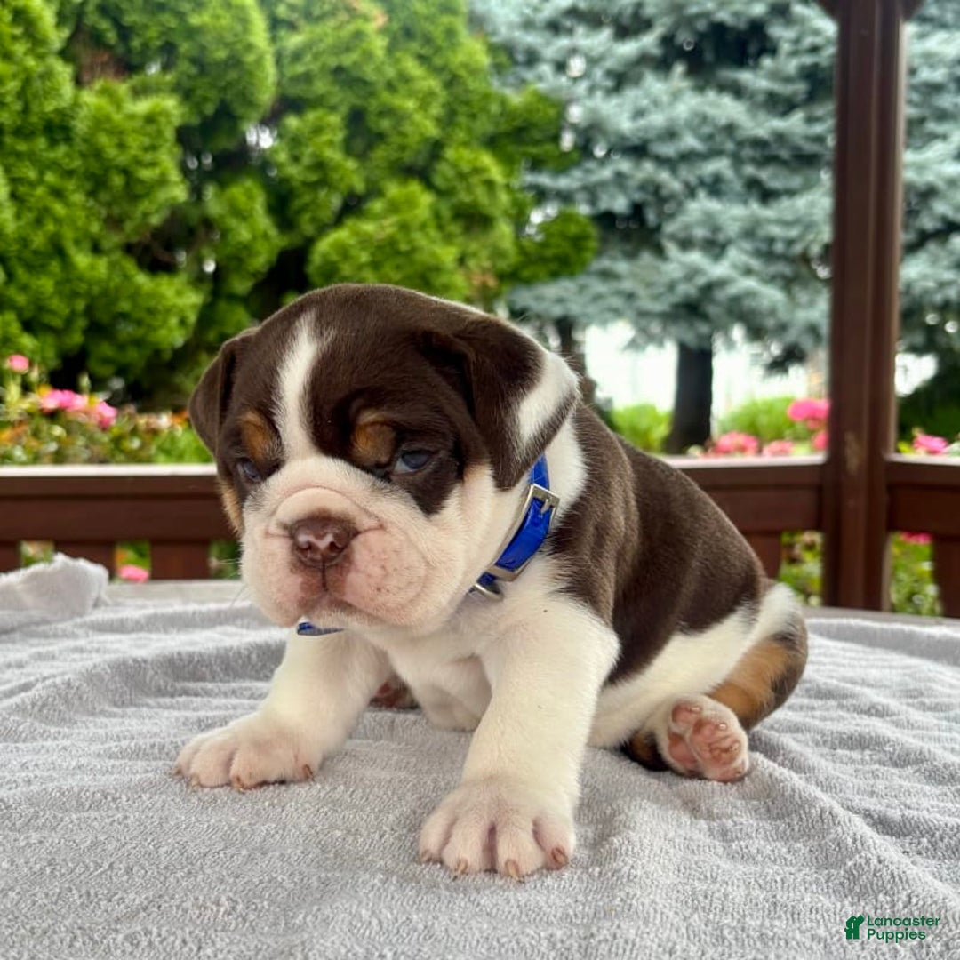 English Bulldog dogs for sale: Gisele - Image 3