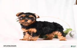 Yorkshire Terrier dogs for sale: Zara - Image 2