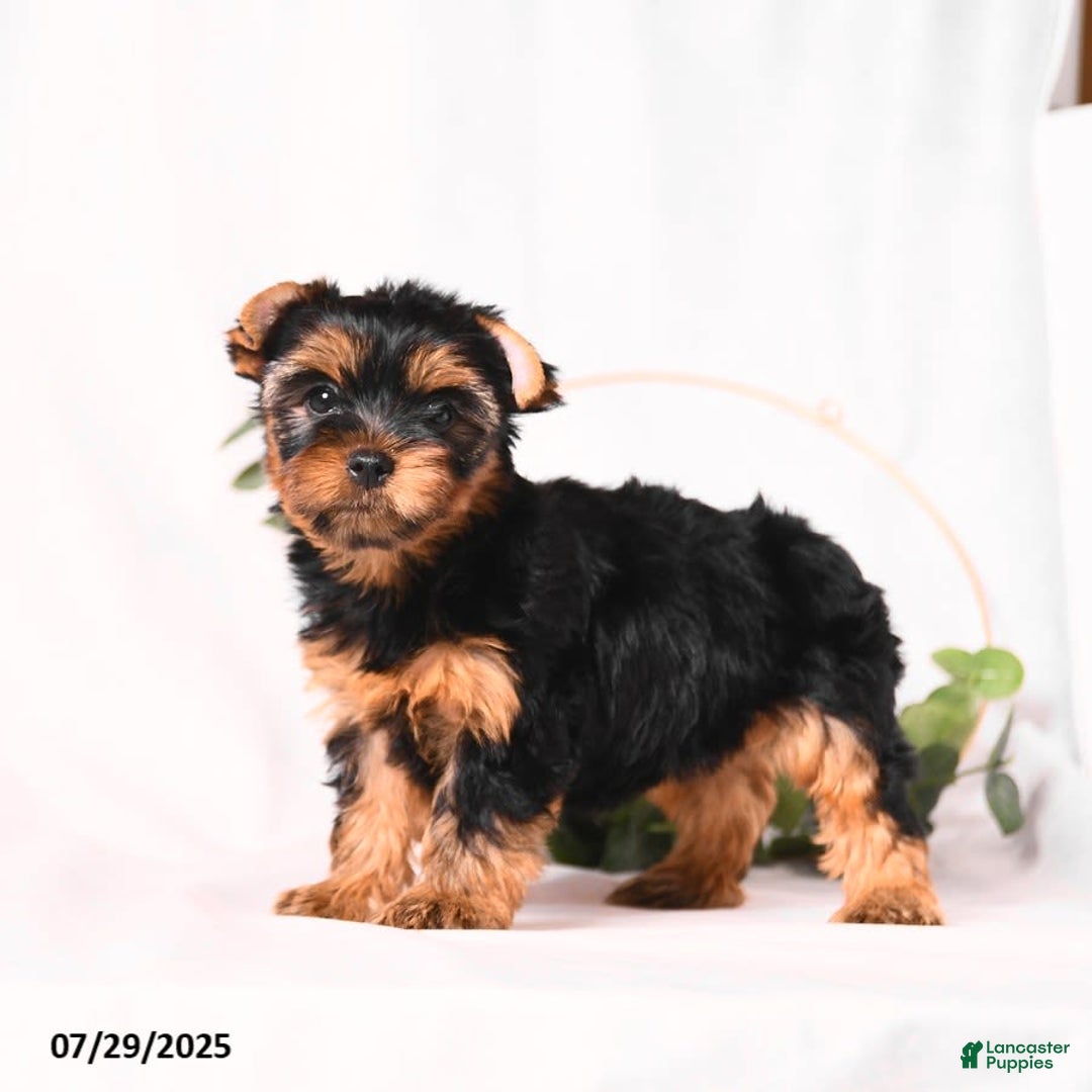 Yorkshire Terrier dogs for sale: Zara - Image 2