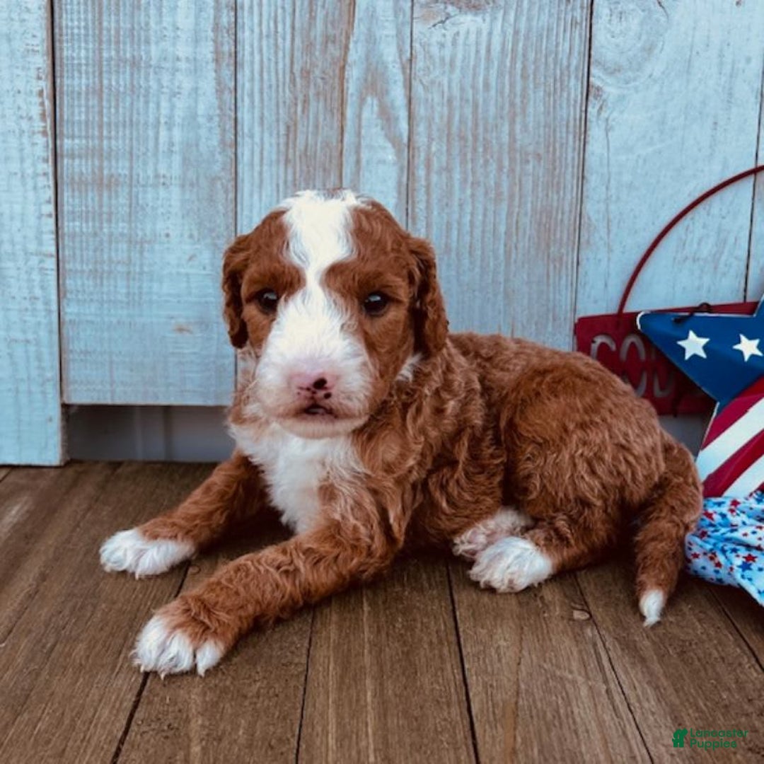 Mini Goldendoodle dogs for sale: Melanie Mini F1b - Image 2