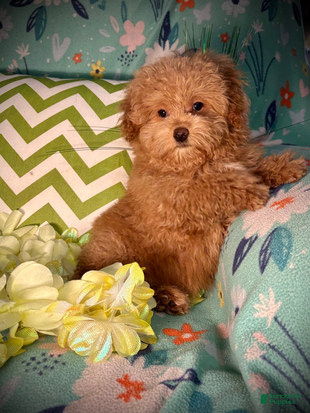 Maltipoo dogs for sale: Hanky - Image 6