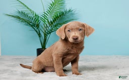 Labrador Retriever dogs for sale: Jenny - Image 2