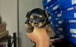 Yorkshire Terrier dogs for sale: Duke - Image 4