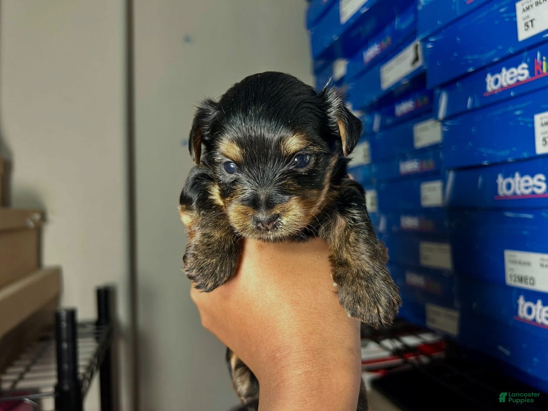 Yorkshire Terrier dogs for sale: Duke - Image 4
