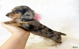 Miniature Dachshund dogs for sale: Akc Violet - Image 7