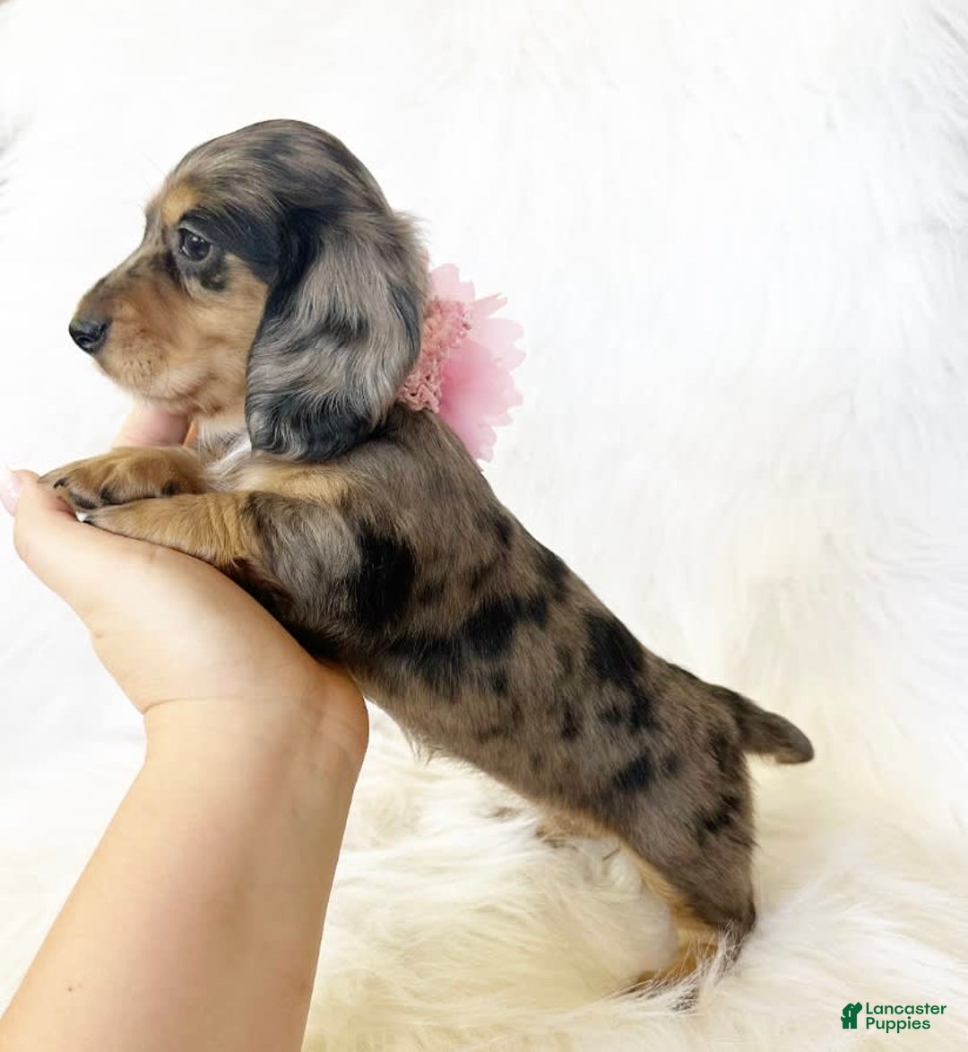 Miniature Dachshund dogs for sale: Akc Violet - Image 7