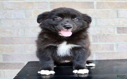 Australian Shepherd dogs for sale: Tricia - Image 1