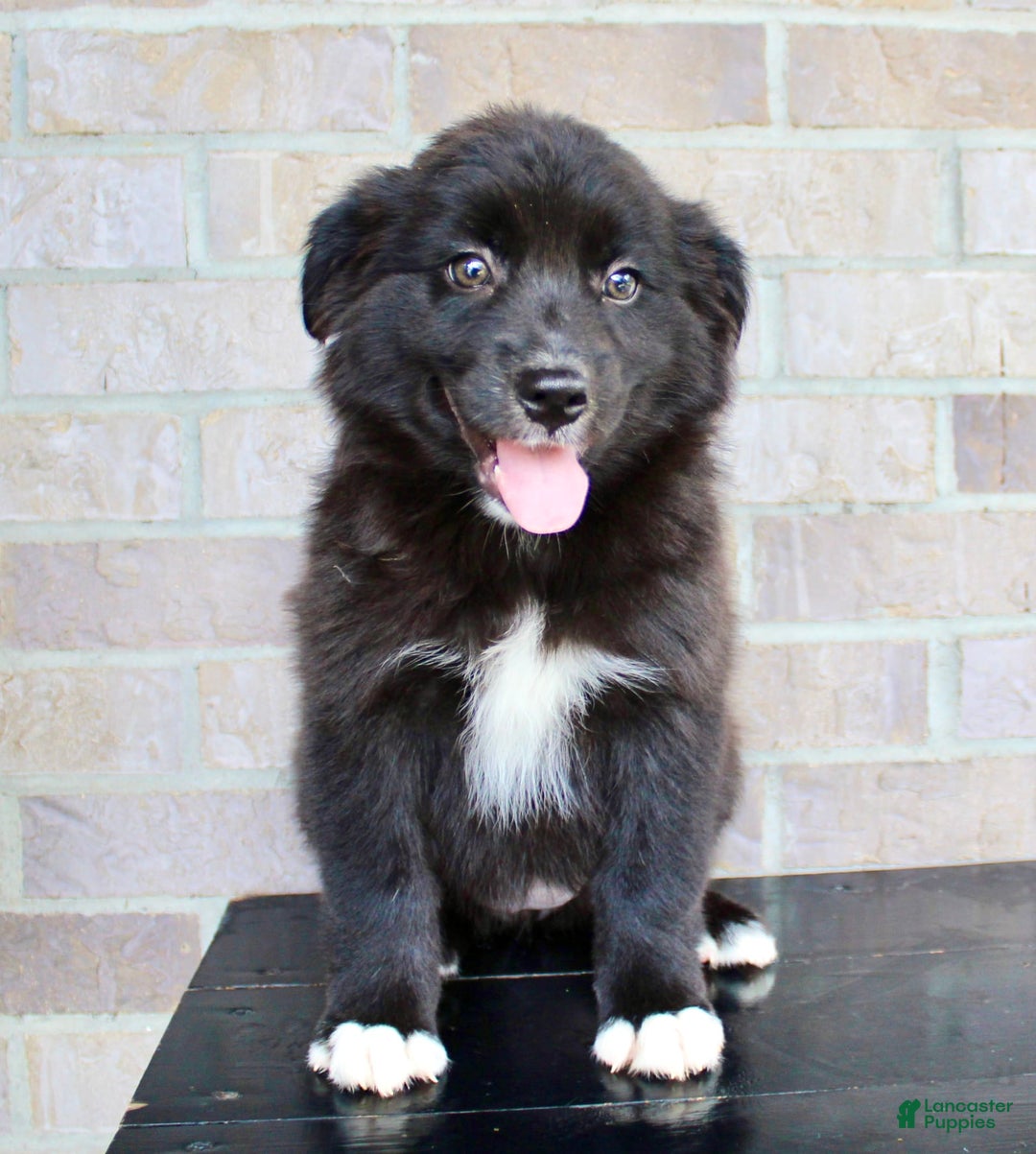 Australian Shepherd dogs for sale: Tricia - Image 1