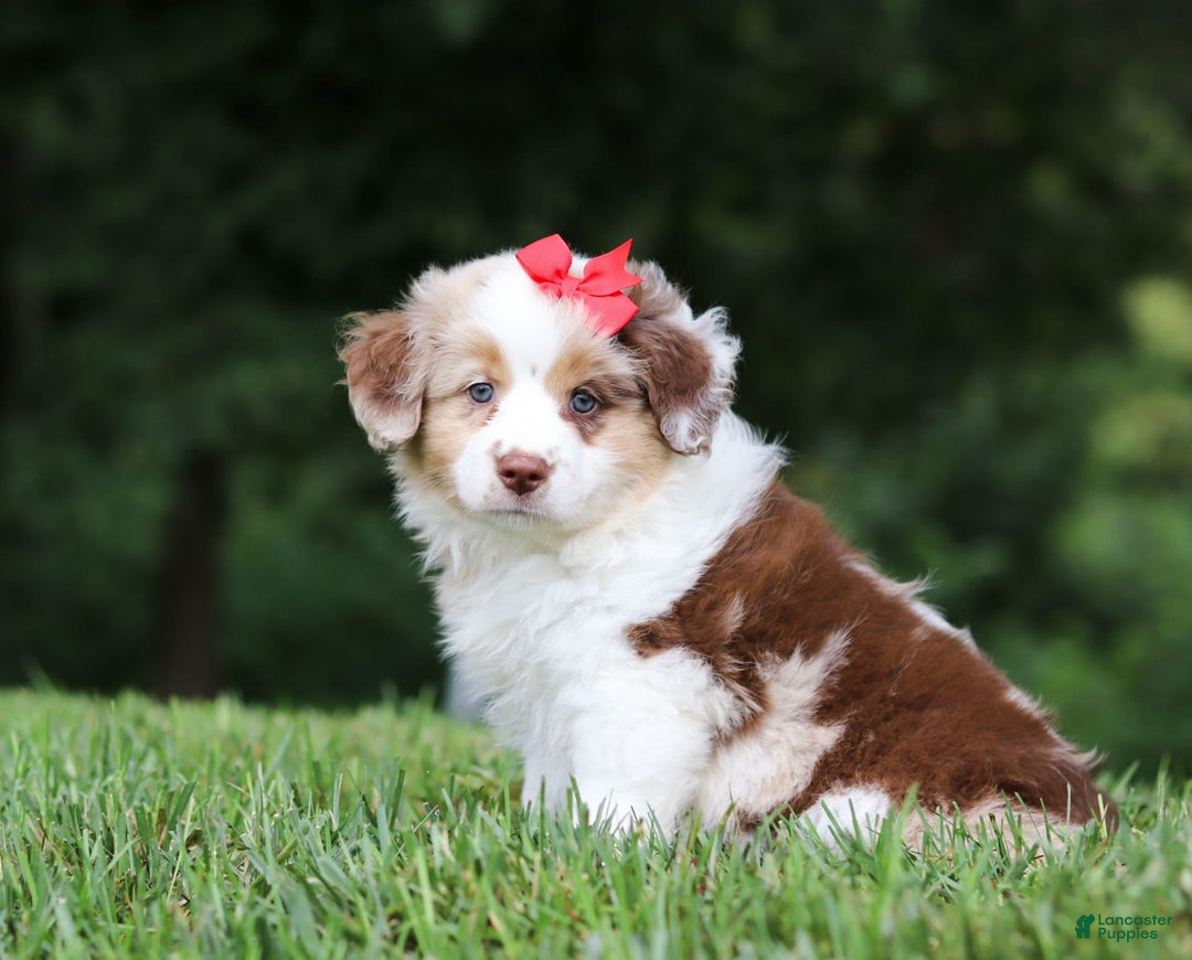 Miniature Australian Shepherd dogs for sale: Trixie - Image 7