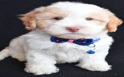 Havapoo dogs for sale: Montey - Image 8