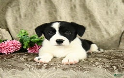 Bernese Mountain Dog dogs for sale: Flo - Image 7