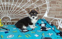 Welsh Corgi Pembroke dogs for sale: Chase - Image 7