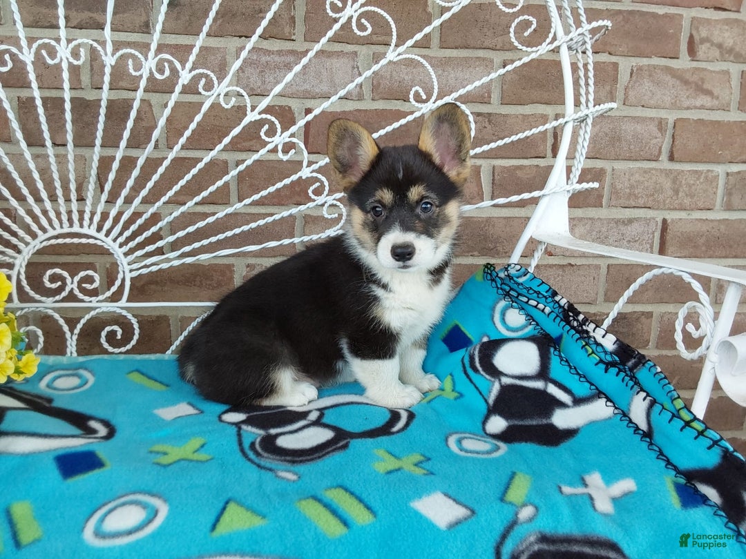 Welsh Corgi Pembroke dogs for sale: Chase - Image 7