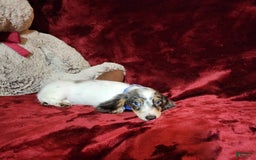 Miniature Dachshund dogs for sale: River - Image 2