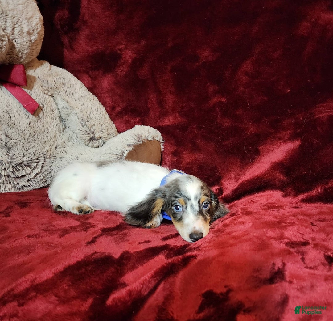 Miniature Dachshund dogs for sale: River - Image 2