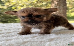 Yorkshire Terrier dogs for sale: Joey Chocolate - Image 3
