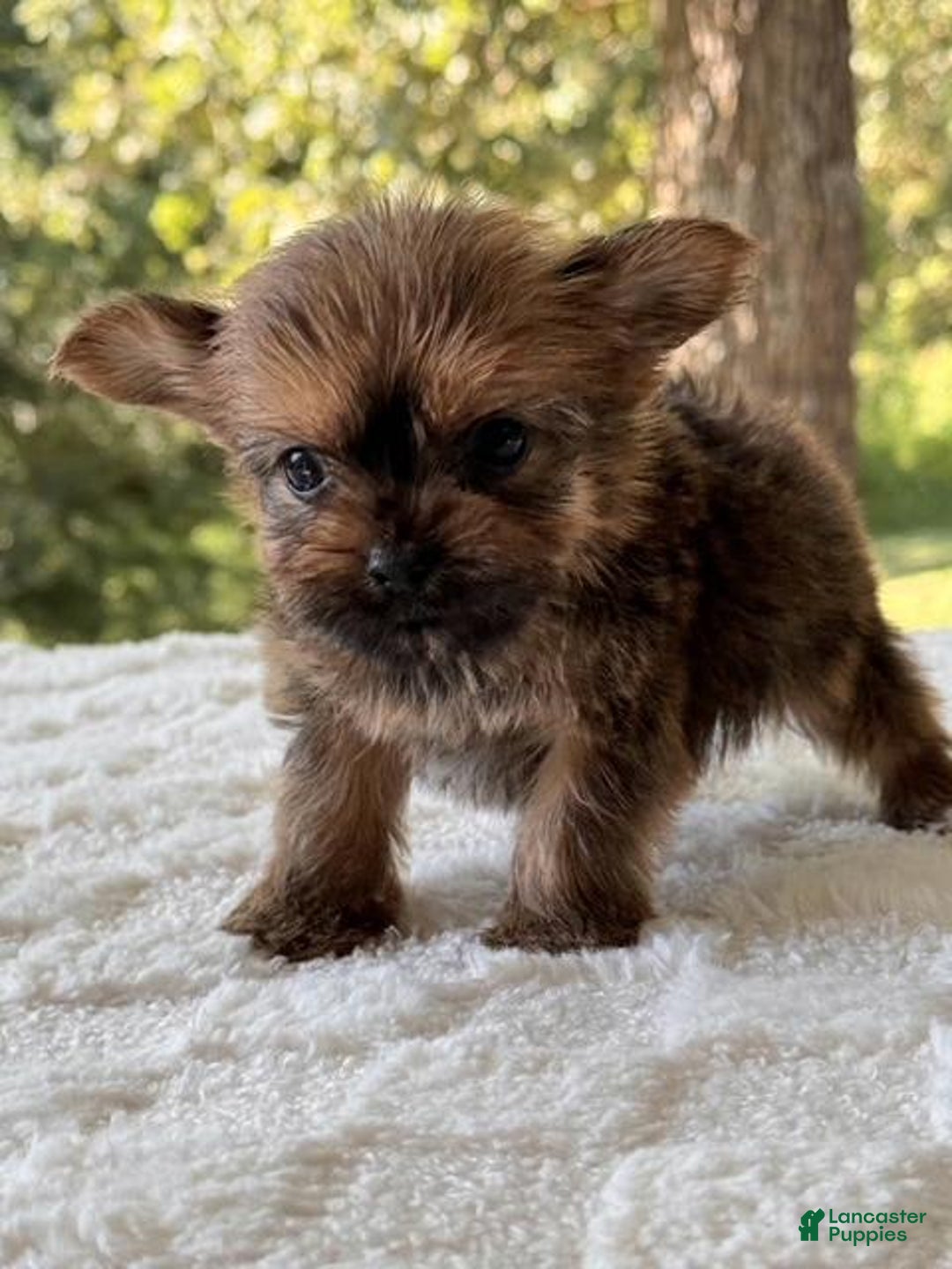 Yorkshire Terrier dogs for sale: Joey Chocolate - Image 3