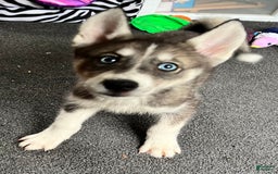 Siberian Husky dogs for sale: Shana - Image 8