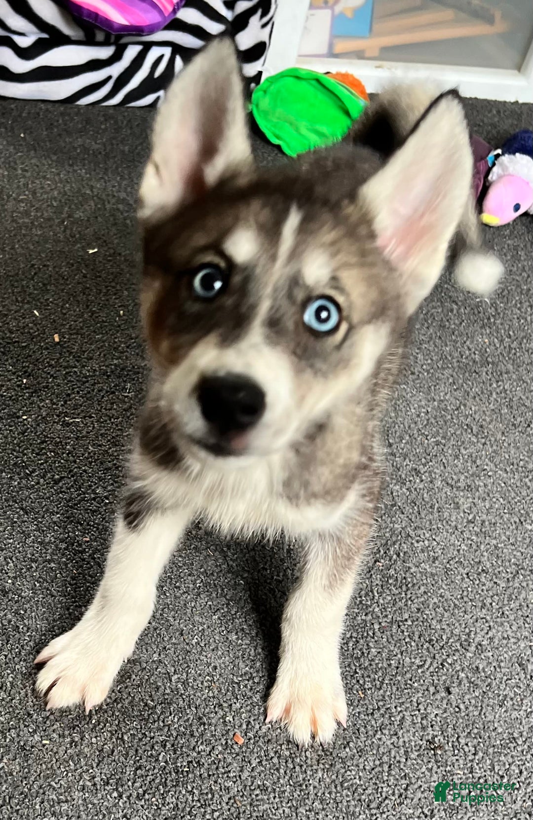Siberian Husky dogs for sale: Shana - Image 8