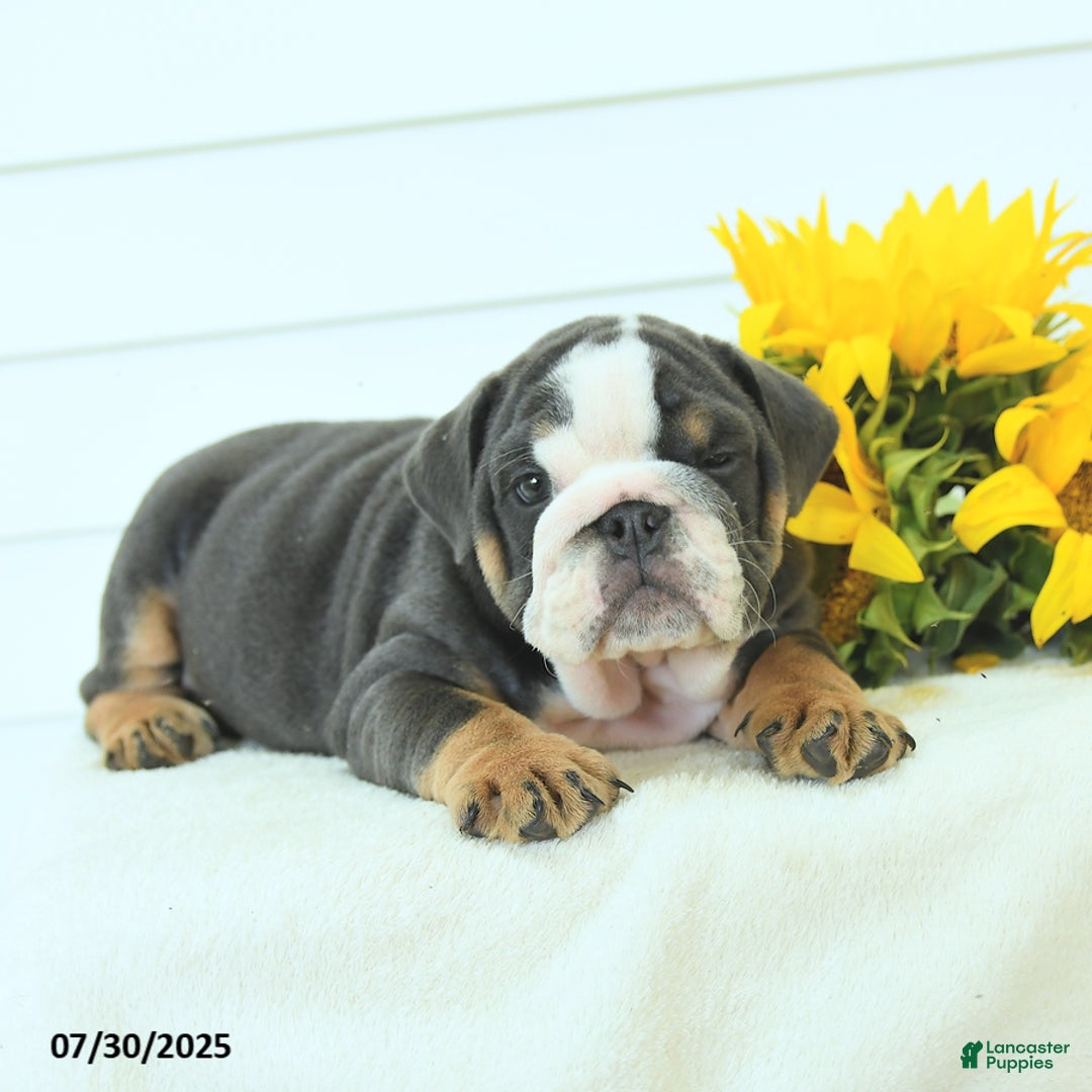 English Bulldog dogs for sale: Gunner - Image 5
