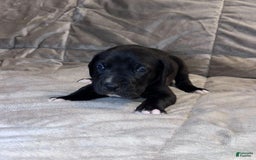 Great Dane dogs for sale: Black Male 2 - Image 2