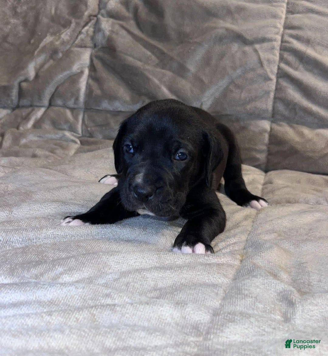 Great Dane dogs for sale: Black Male 2 - Image 2