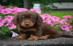 Miniature Dachshund dogs for sale: Snoopy - Image 6