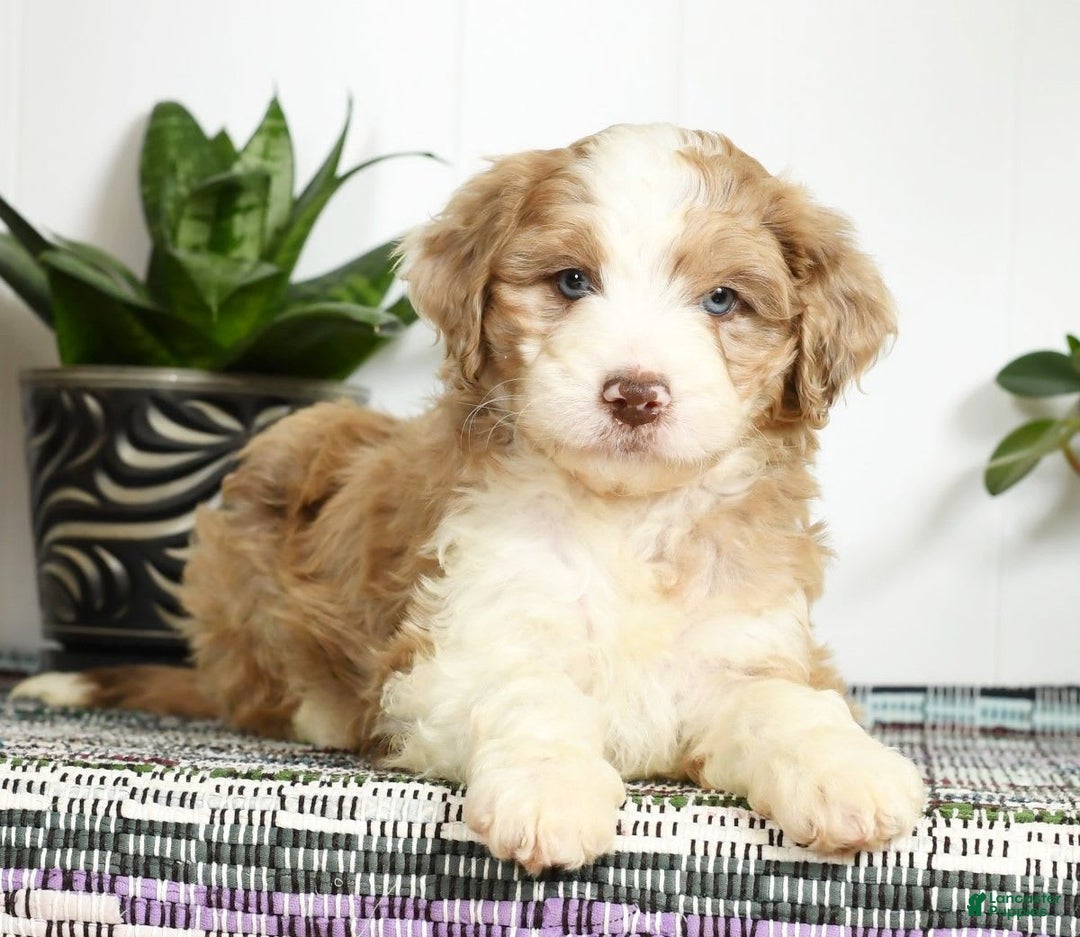 Aussiedoodle dogs for sale: Trixy - Image 5